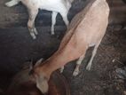 பண்ணை ஆடு