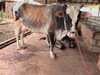 நிறைசினை பசு