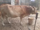 நிறைமாத சினையுடன் கன்னிப்பசு
