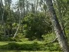 Land for Sale දුම්මලසුරිය