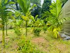 🌱 නිට්ටබුව – හුබිටියාව ප්රදේශයෙන් වගා කළ ඉඩමක් / KR 10119