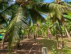 නිට්ටඹුව – වතුපිටිවල පර්චස් 35 ඉඩමක්
