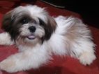 Shih Tzu Puppy