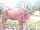 Farm Cow