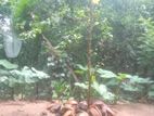 Land with House for Sale Monaragala