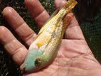Nicaragua Cichlid Fish