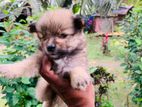 Lion Pomeranian Puppy