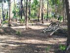 (NL121) 7.5 Acres Land for Sale in Pasikuda