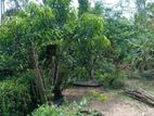 (NL605) 14.5 Perch Land With House for Sale in Kolonnawa