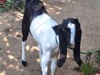 Farm Goat