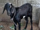 Farm Goat