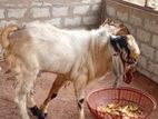 Farm Goat