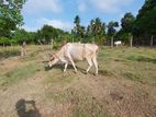 Cows - ගවයන්