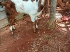 Farm Goat