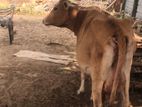 Farm Cow