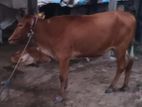 Farm Cows
