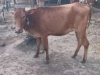 பசுக்கன்று