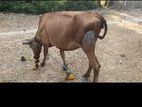நல்ல இனம் கன்னி மாடு