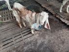 Farm Goat