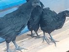 Kadaknath Chicken