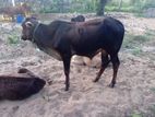 நாம்பன் மாடு