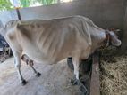 ஜெர்சி பசு