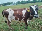 பசு கன்றுகள்