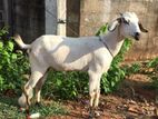 Farm Goats