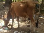 நல்லயினசகிவால்நாம்பன்மாடு