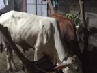 நாம்பன் மாடு