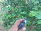 Nokia Keypad Phone (Used)
