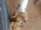 Dog for Kind Home