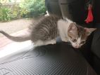 Cat for Kind Home