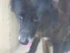 German Shepherd Dog for Kind Home