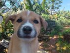 Dog for Kind Home