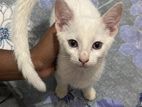 Cat for Kind Home