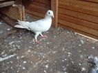 Pigeon