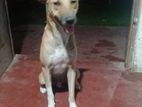 Dog for Kind Home