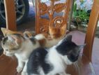 Kittens for Kind Home