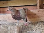 Pigeon