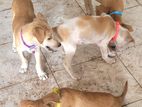 Puppies for Kind Home