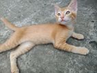 Cat for Kind Home
