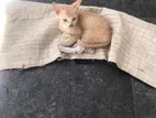 Kitten for Kind Home