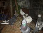 Pigeons