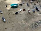 Normal Pigeon