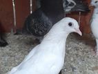Pigeons