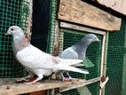 Pigeons