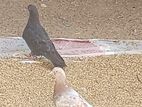 Normal Pigeons