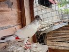 Pigeons