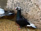 Pigeons